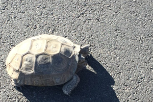 Why It's Bad to Scare A Desert Tortoise