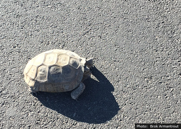 Brok Armantrout Tortoise in Boulder City, Nevada
