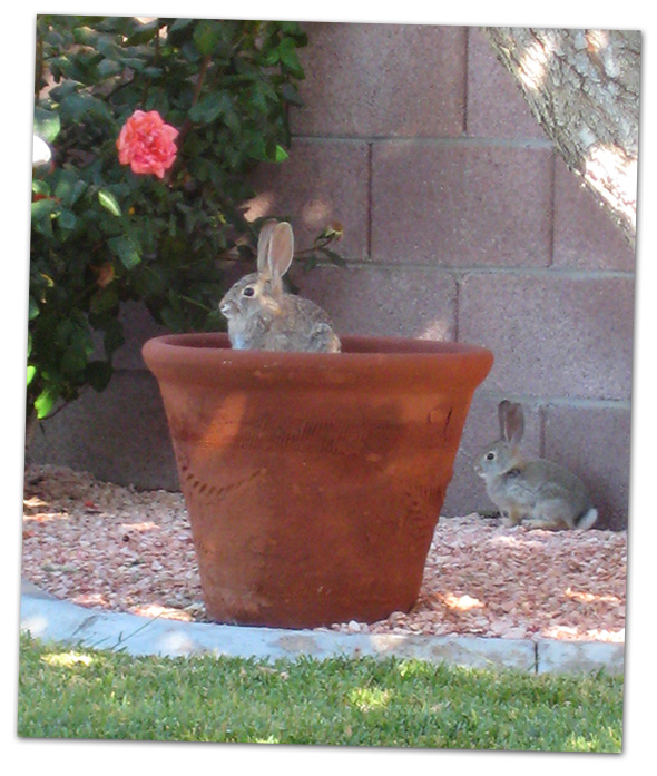 Rabbit in Pot in Boulder City, Nevada