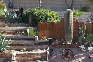 Fan Photo: Cactus Garden