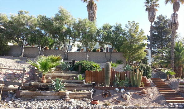 Cactus Garden by Jean Wilson in Boulder City, Nevada