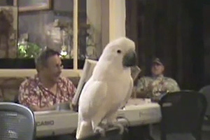 Casper the Bird & Sandy Nelson Rock It Out