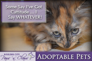 February's Adorable Adoptable Pets!