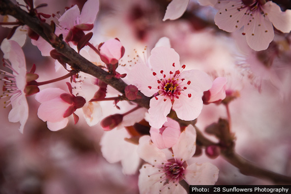 Cherry Blossoms in Boulder City, Nevada