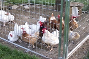 Chicken Coops in Boulder City, Nevada