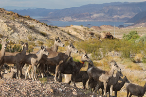 Bighorn Sheep in Boulder City, Nevada by Christina Davis