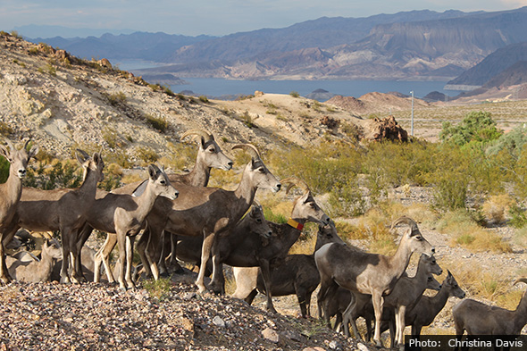 Bighorn Sheep in Boulder City, Nevada by Christina Davis