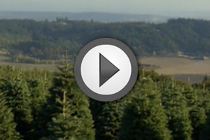 The Life of A Christmas Tree