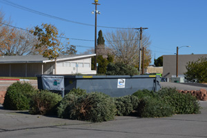 Christmas Tree Recycling in Boulder City, Nevada