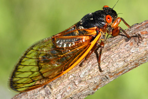 The Cicadas Are Making Me Deaf