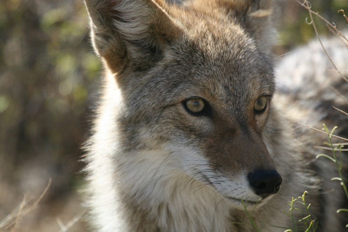 Fun Coyote Facts & Ranger Chat ~ May 13