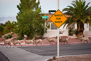 Fan Photo: Darrell Hennek's "Watch for Sheep"