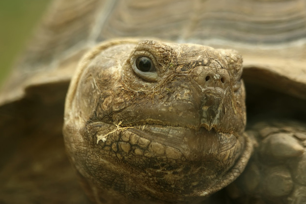 Questioning Cost & Desert Tortoise's Endangered Status?