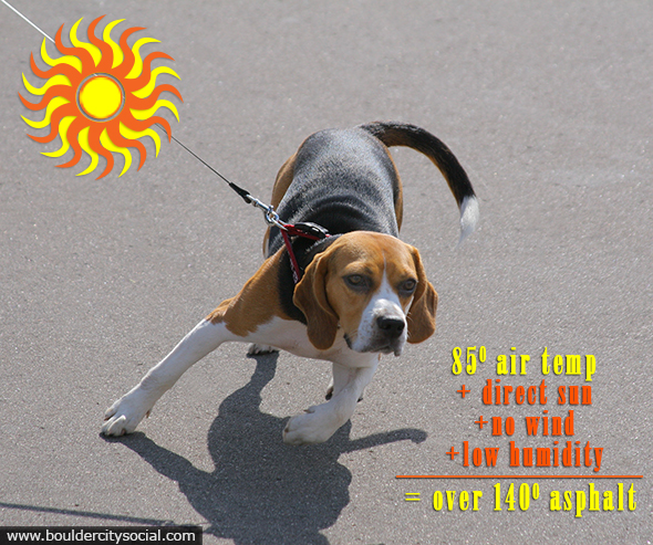 Dog On Asphalt in Boulder City, Nevada