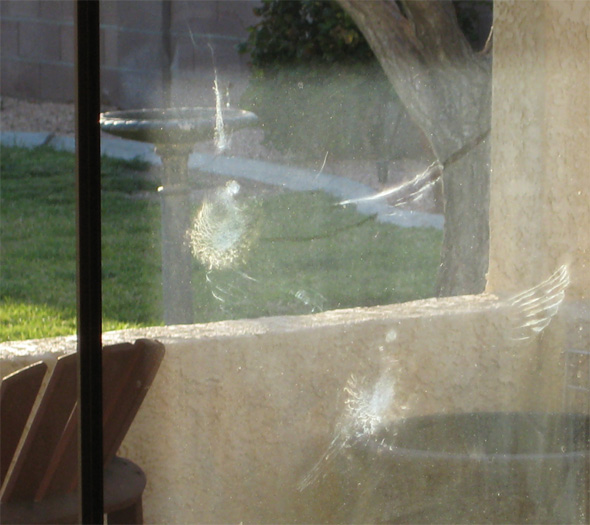 Dove On Window in Boulder City, Nevada Dove On Window in Boulder City, Nevada