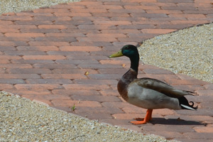That's A Lotta Ducky Muck