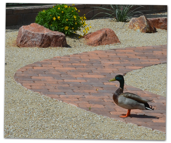 Duck in Boulder City, Nevada Backyard