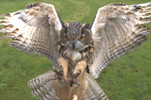 Eagle Owl Landing in Full HD Slow Mo