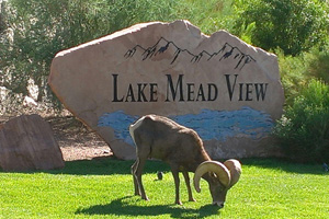 Fan Photo: Bighorn by Robert Kissel