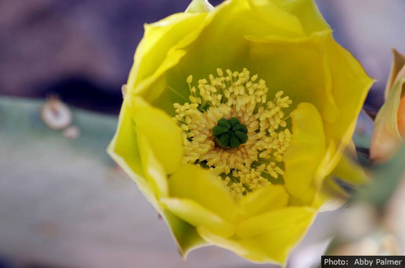 Cow's Tongue Cactus in Boulder City, Nevada
