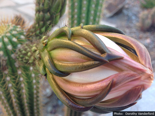 Dorothy Vanderford Cactus in Fan Photo, NV