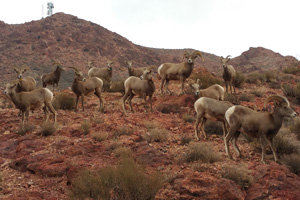 Fan Photo: Bootleg Canyon Bighorns
