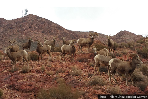 Bighorn Sheep by FlightLinez Bootleg Canyon near Boulder City, Nevada