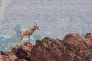 Bighorn Sheep Overlooking Boulder City