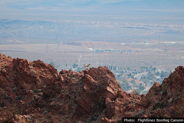 Bighorn Sheep Overlooking Boulder City, Nevada
