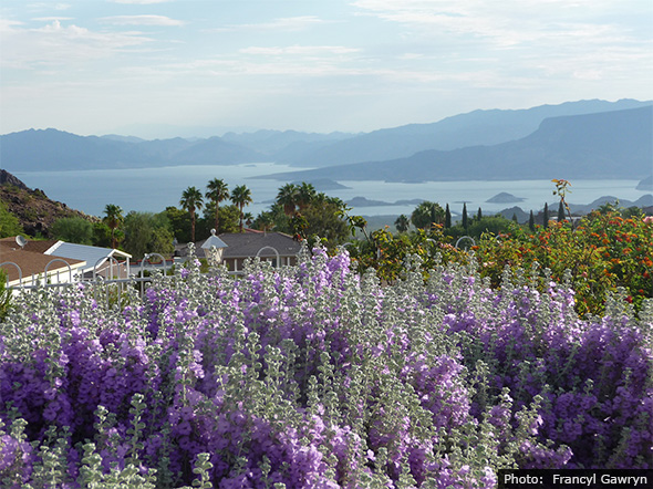 Photo by Francyl Gawryn of Flowers in Boulder City, Nevada