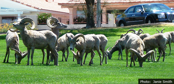 Fan Photo of Bighorn Sheep in Boulder City, Nevada by Janie Smith