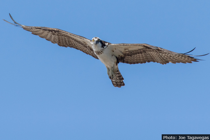 Fan Photo: Hawk by Joe Tagavegas