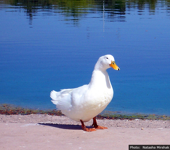Fan Photo in Boulder City, Nevada by Natasha Mirshak