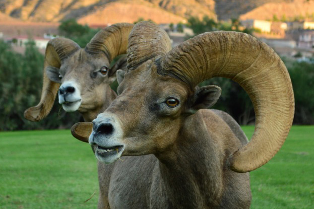 Fan Photo: Bighorn Sheep by Stefan Pinto