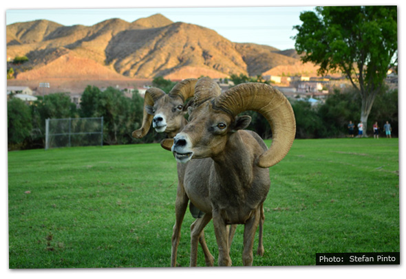 Fan Photo by Stefan Pinto Bighorn Sheep in Boulder City, Nevada