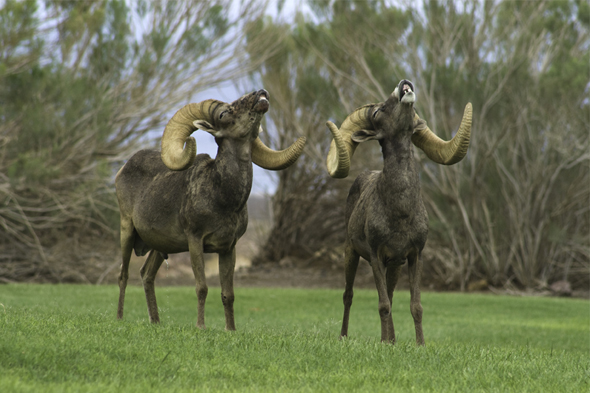Big Horn Sheep in Boulder City, Nevada Big Horn Sheep in Boulder City, Nevada