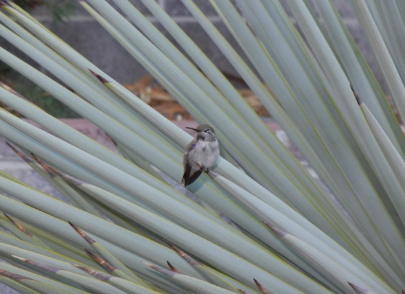 Fan Photo Hummingbird in Boulder City, Nevada Fan Photo Hummingbird in Boulder City, Nevada