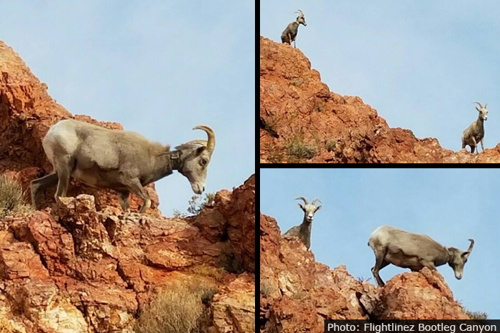 Flightlinez Bighorn Sheep in Boulder City, Nevada