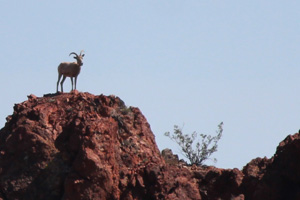 Bighorn Sheep at Bootleg Canyon