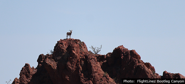 Bighorn Sheep Near FlightLinez in Boulder City, Nevada