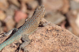 Fan Photo: Sunbathing in Bootleg Canyon