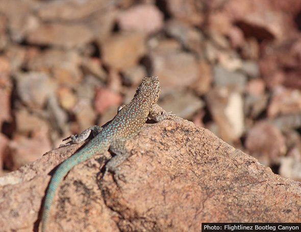 Lizard in Bootleg Canyon in Boulder City, Nevada