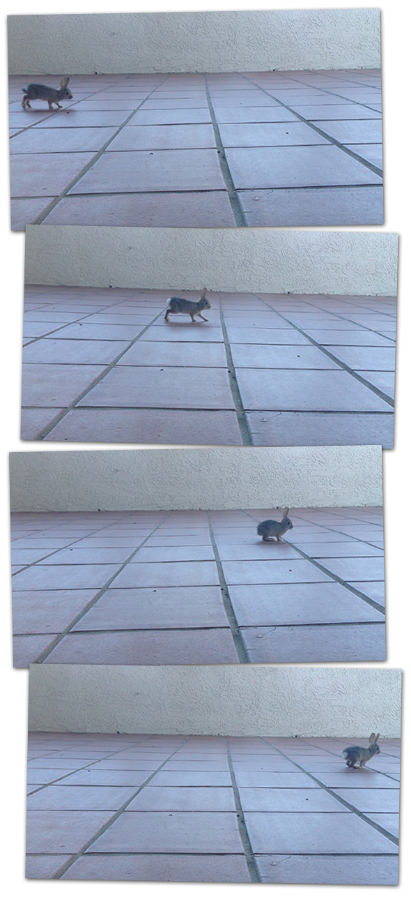 FlopThree Baby Bunny in Boulder City, Nevada