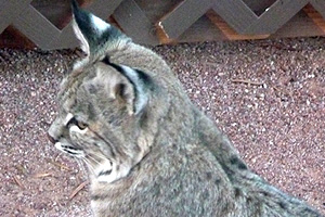Check out this Boulder City Bobcat!