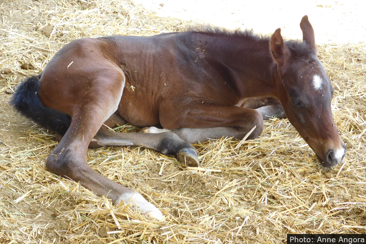 Galan The Colt