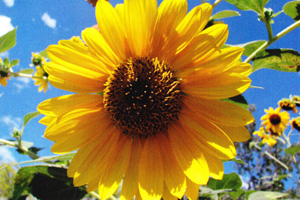 Boulder City Garden Club Formation