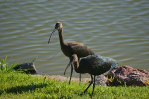 My Neighboring Glossy Ibis Pals