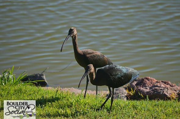 Glossy Ibis in Boulder City, Nevada