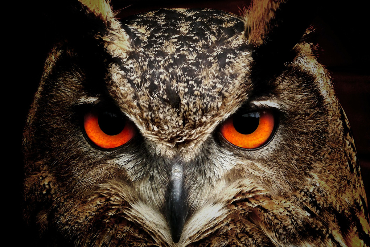 Great Horned Owl Boulder City Nevada