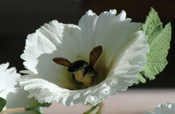 Hollyhock in Boulder City, Nevada